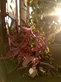 Close-up of pink flowering plant