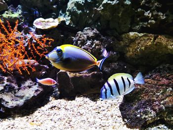 animal wildlife