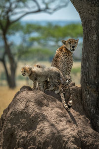 Cheetah with cubs on rock formation