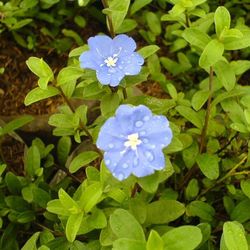 Close-up of purple flowers