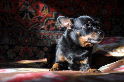 Close-up of a dog looking away