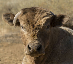 Close-up portrait of bull on field