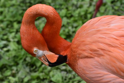 Close up of a flamingo preening it's feathers.