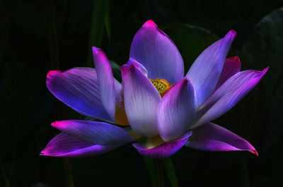 Close-up of pink water lily