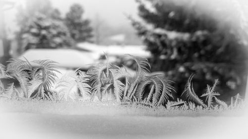 Close-up of snow on field