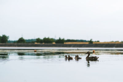 Ducks swimming in lake