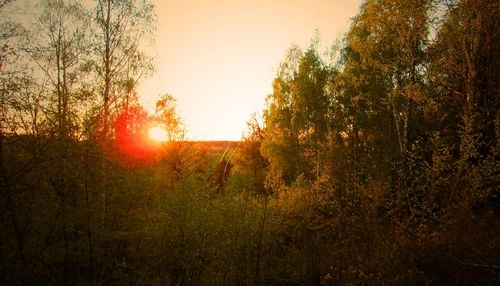 Sunset over grassy field