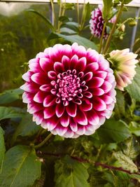 Close-up of pink flower blooming outdoors