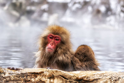 Snow monkeys, japanese macaque, relaxing by the hot spring water in jigokudani monkey park, japan.