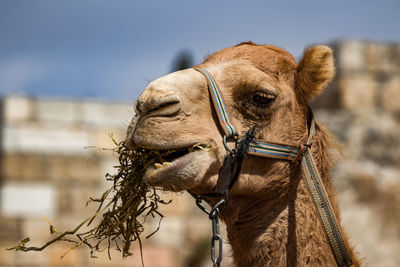 Close-up of camel eating grass against sky