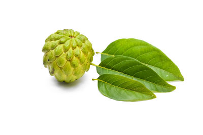 High angle view of green leaves against white background