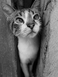 Close-up portrait of cat