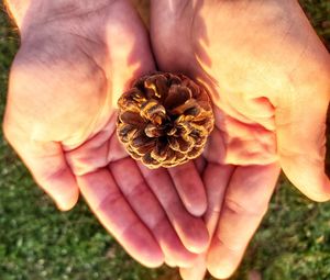 Close-up of hands holding a pine cone.