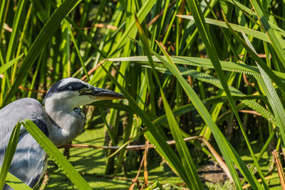 Close-up of a bird perching on grass