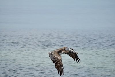 Pelican  flying over sea