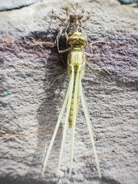 High angle view of insect on wood