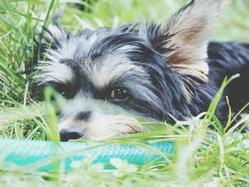 Close-up of dog