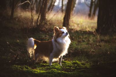 Dog looking away on field