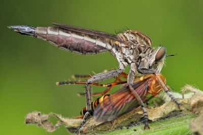 Close up of robberfly with prey