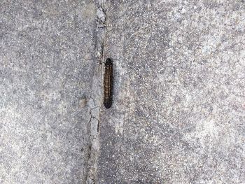 High angle view of insect on footpath