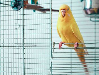 Close-up of parrot perching in cage