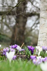 Close-up of purple crocus blooming outdoors