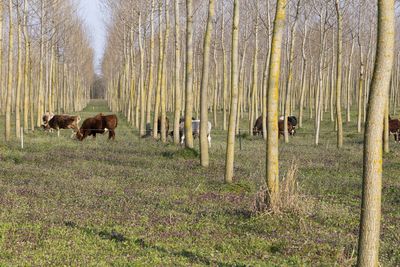 Herd of cows in the poplars grove