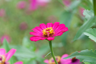 Close-up of pink flower