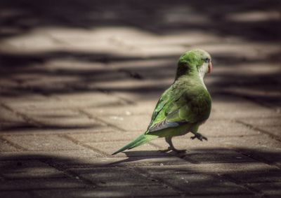 Close-up of bird perching on shadow