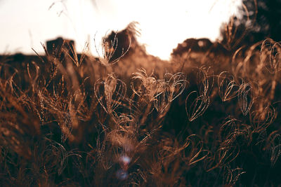 Close-up of crops on field during sunset