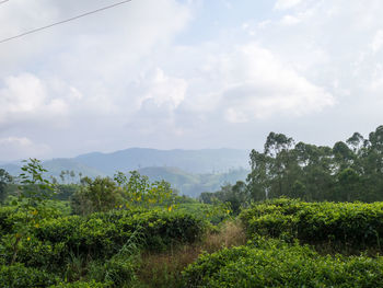 Scenic view of trees on field against sky