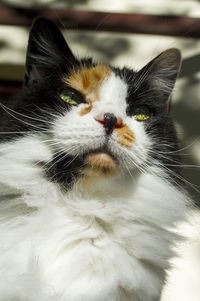 Close-up portrait of cat