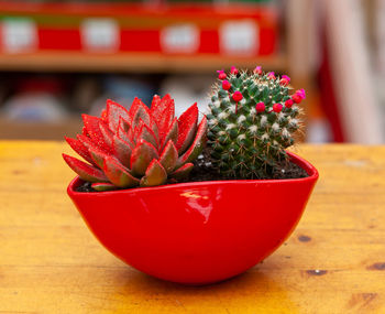 Close-up of succulent plant on table