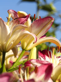 Close-up of pink flower