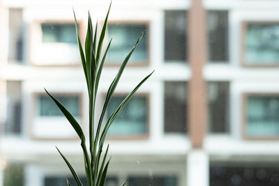 Close-up of plant against building