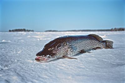 Dead fish on snow against clear sky