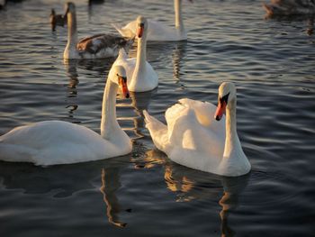 Swans swimming in lake