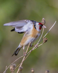 Close-up of bird perching on branch