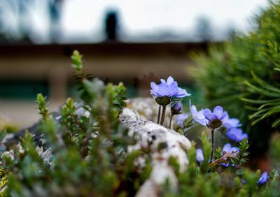 Close-up of purple flowers blooming outdoors