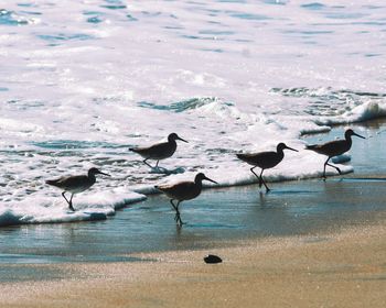 Seagulls perching on sea shore