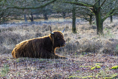 View of a cow on field