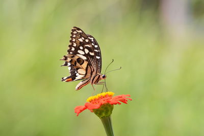 Close-up of butterfly pollinating on flower