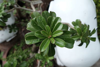 High angle view of wet plants at park