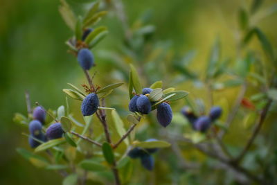 Close-up of black olives growing on plant