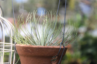 Close-up of succulent plant on field