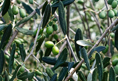 Green olives hanging on the plant in san gimignano. tuscany, italy