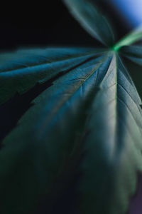 Close-up of dry leaves