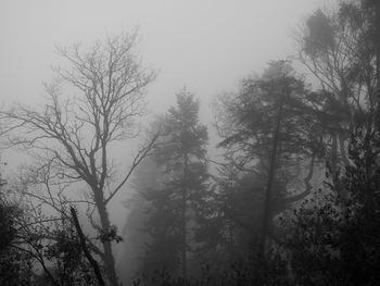 Trees against sky