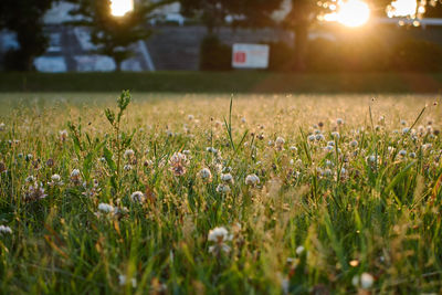 Close-up of grass growing in field