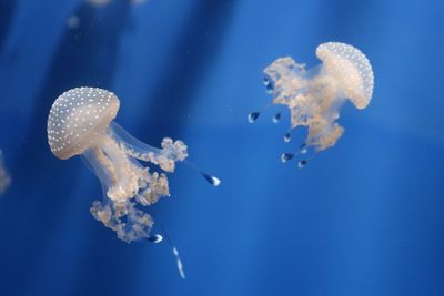 Jellyfish swimming in sea